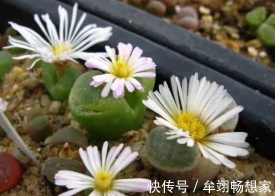 多肉植物叶片动不动就发软,该怎么办仔细水、肥供给就够了