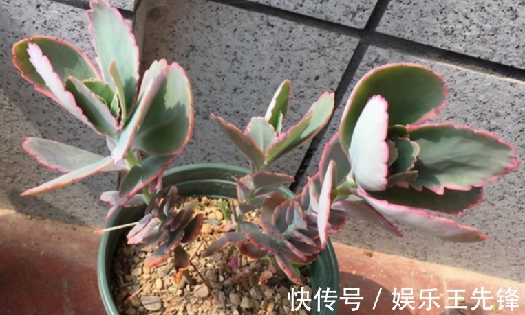 给多肉换盆土期间,没有注意到这些,还不如不动手