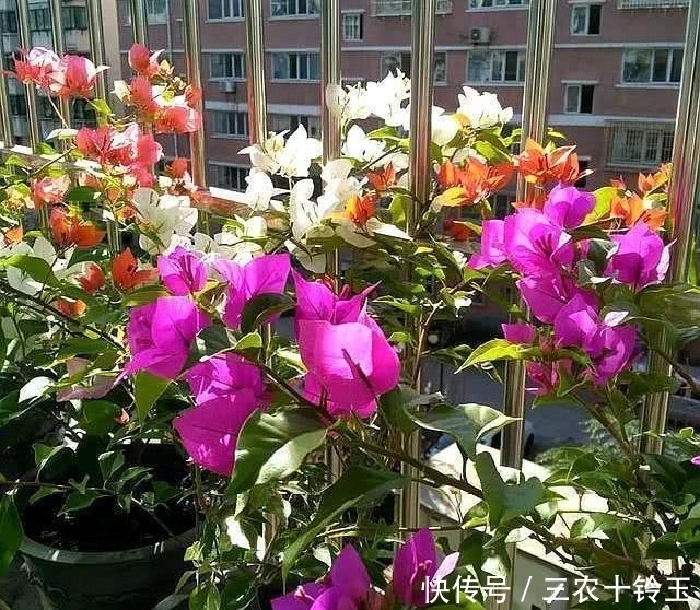 小伟|三角梅这样施肥, 根壮枝条粗, 不断出花苞, 一直开花不间断