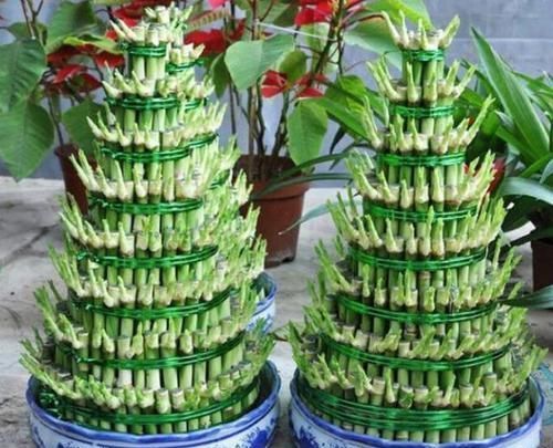 富贵竹枝叶泛黄怎么办从4个方面着手,使其远离黄叶烂根