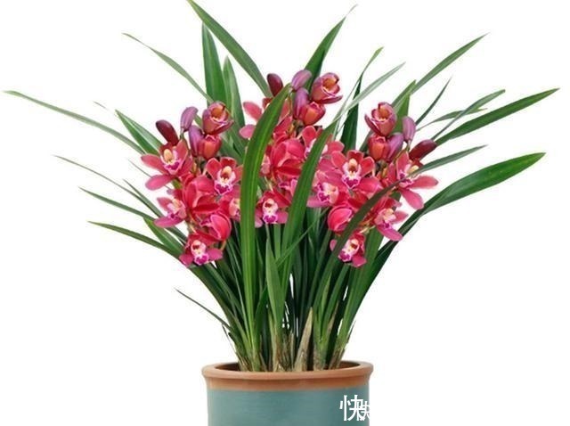 土壤|养兰花、蟹爪兰和君子兰需记住,不能触碰三点,这是自然规律!