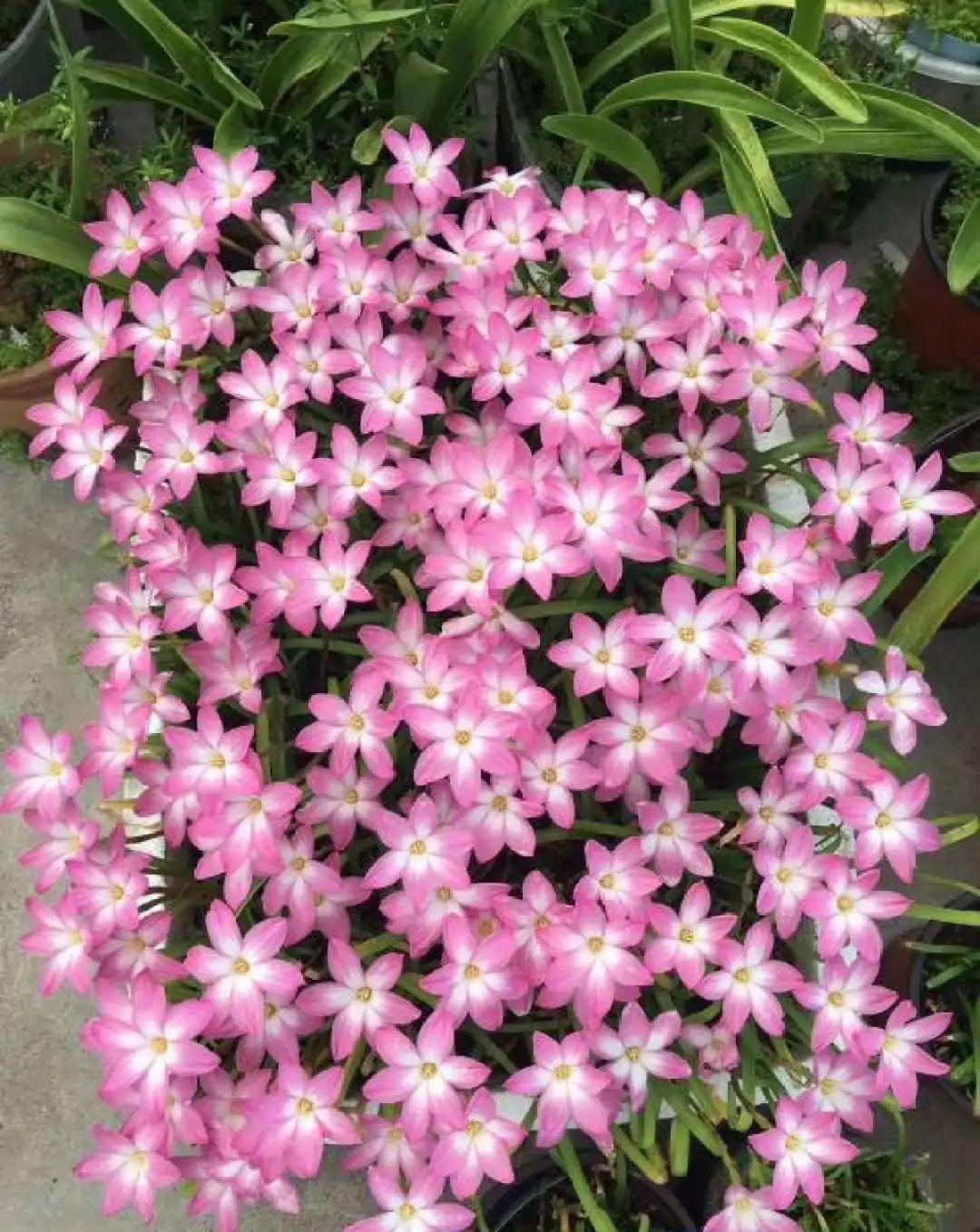 风雨兰|从养花大神家,偷来3个爆花技巧,快学,24小时后删