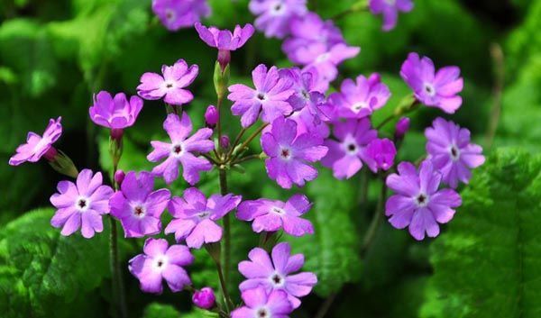 养花试试这款，浪漫的花朵花语是除你以外别无他爱