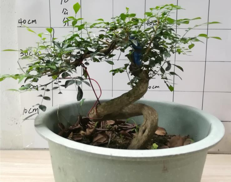 光照|此花是天然盆景,主干质朴大气,枝叶造型独特,自带扑鼻的香气