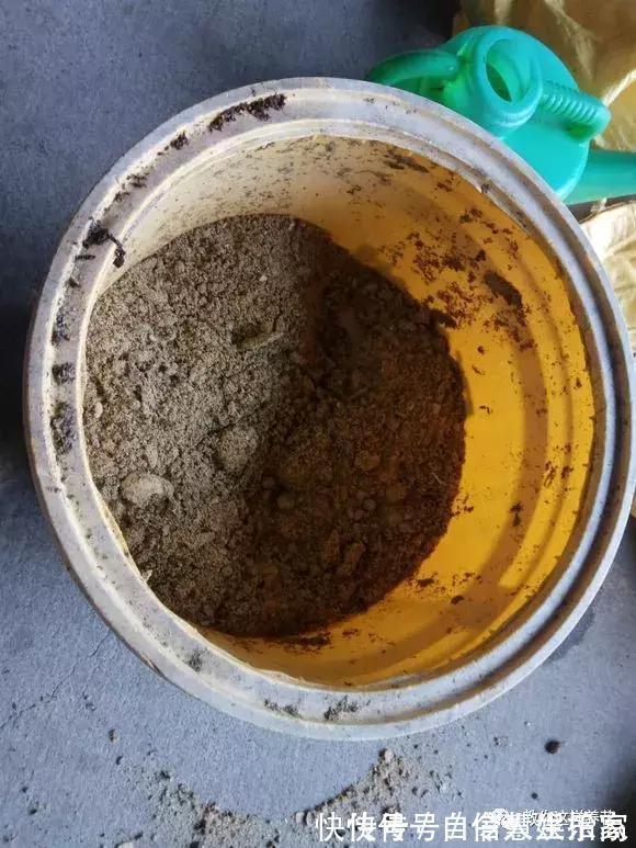 脱盐|这2种“壳”丢了太可惜,埋花土里3年不板结,种什么花都旺!