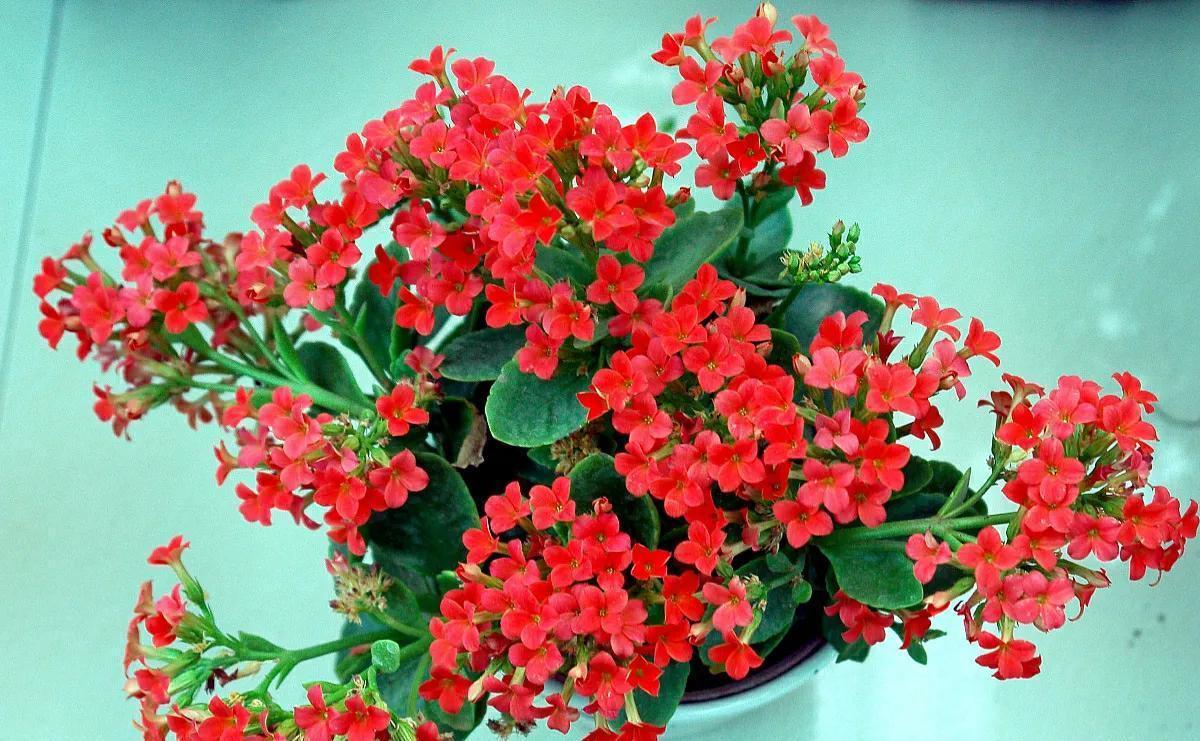 开花|长寿花不开花,“喂1勺”粉末,加3“动作”30天开花满枝头