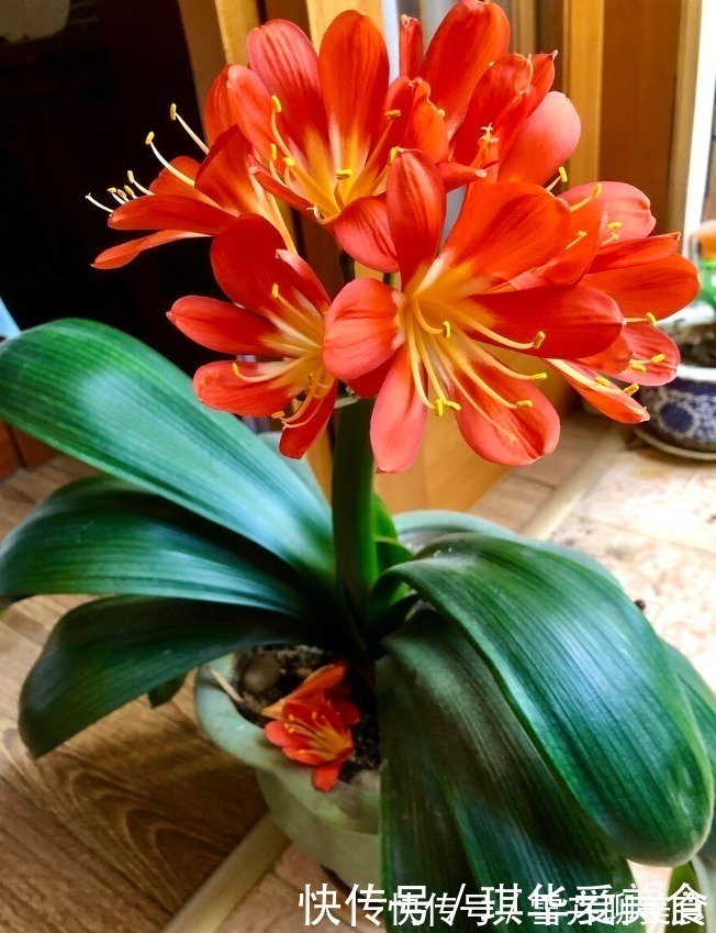 花期|“春不出,夏不晒,秋不干,冬不湿”,君子兰的四季莳养