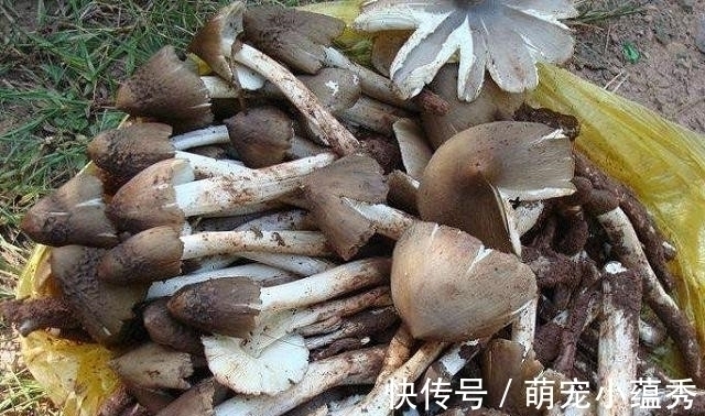 鸡枞菌|农村即将消失的4大美食,00后肯定没吃过,你呢?见过吗?