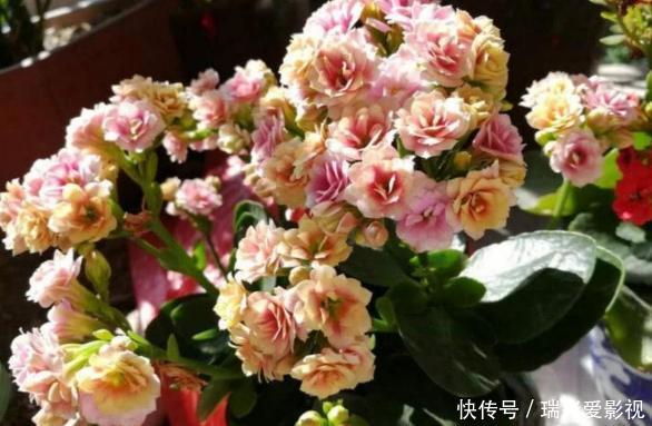 温度|不愿长寿花冬天黄叶、花刚开就掉落,浇水切记遵循这3规则