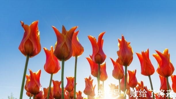 旧爱|还有一周，桃花交织，好聚好散，偶遇旧爱，回望旧爱，私定终身