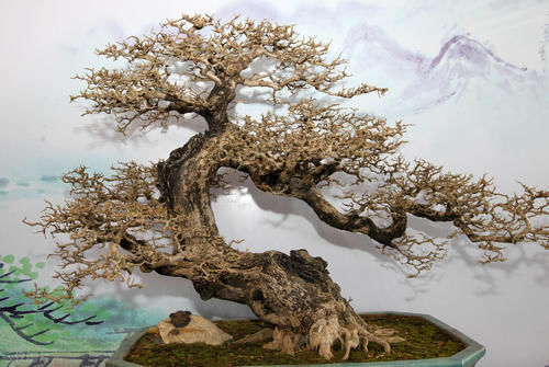 根盘|挑选盆景,需要掌握6个挑选条件,才能挑到精品,再也不用交学费