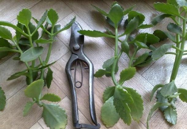 扦插|冬季扦插这4样花卉植物,成活率更高,来年开春就芽满枝