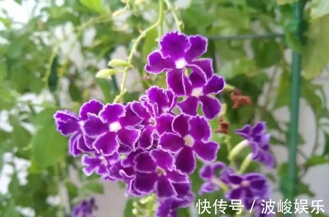 夏天|想要家里四季花开,这20种花,连续能开300天,完全不歇气