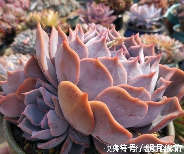 拍照|放在顶楼露养1个月后,给多肉拍照的时候,再也不用开滤镜了!