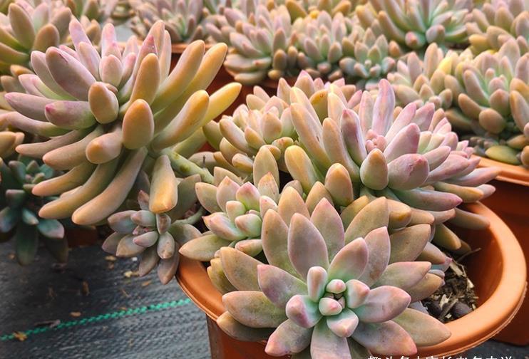 多肉|多肉秋丽养徒长了怎么办?夏天可以直接扔到外面去暴晒吗?