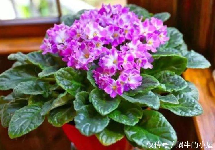 养花就养4种花,家里养一盆,花大色艳胜玫瑰,花开芳香四溢