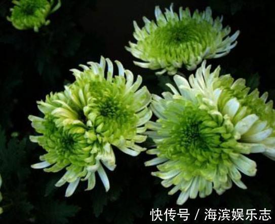 养“菊”不用多,“一盆”就足够,花朵大又艳,一年到头都爆花