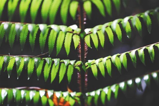 植物|海南热带雨林国家公园为生物多样性保护贡献“智慧”