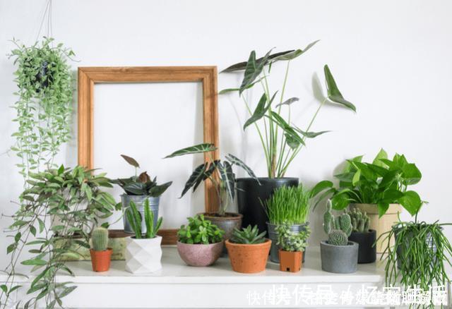 凉开水|用自来水、雨水、桶装水和凉开水养花的差别,哪种水养花最好呢