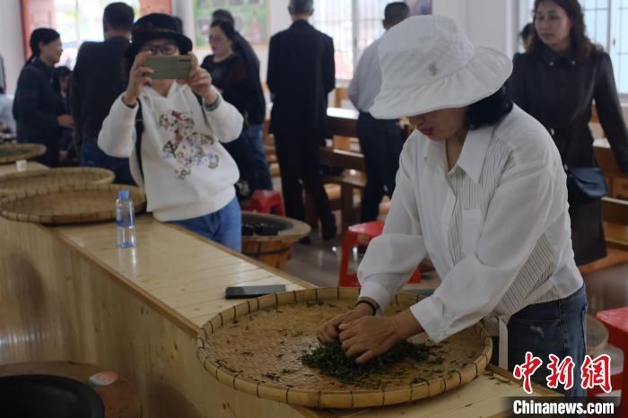 广西华侨农场早春茶开采 民众体验炒茶乐趣