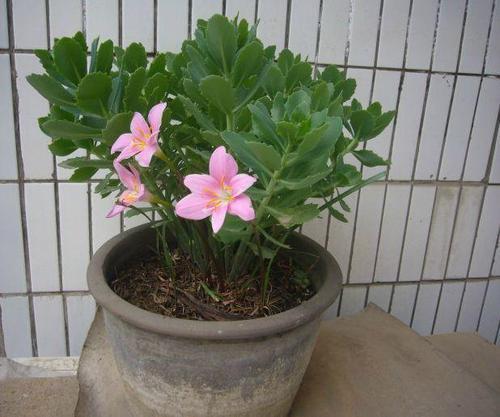 别再把这东西扔了,用来养花,不烂根,花多叶绿,比花肥强!