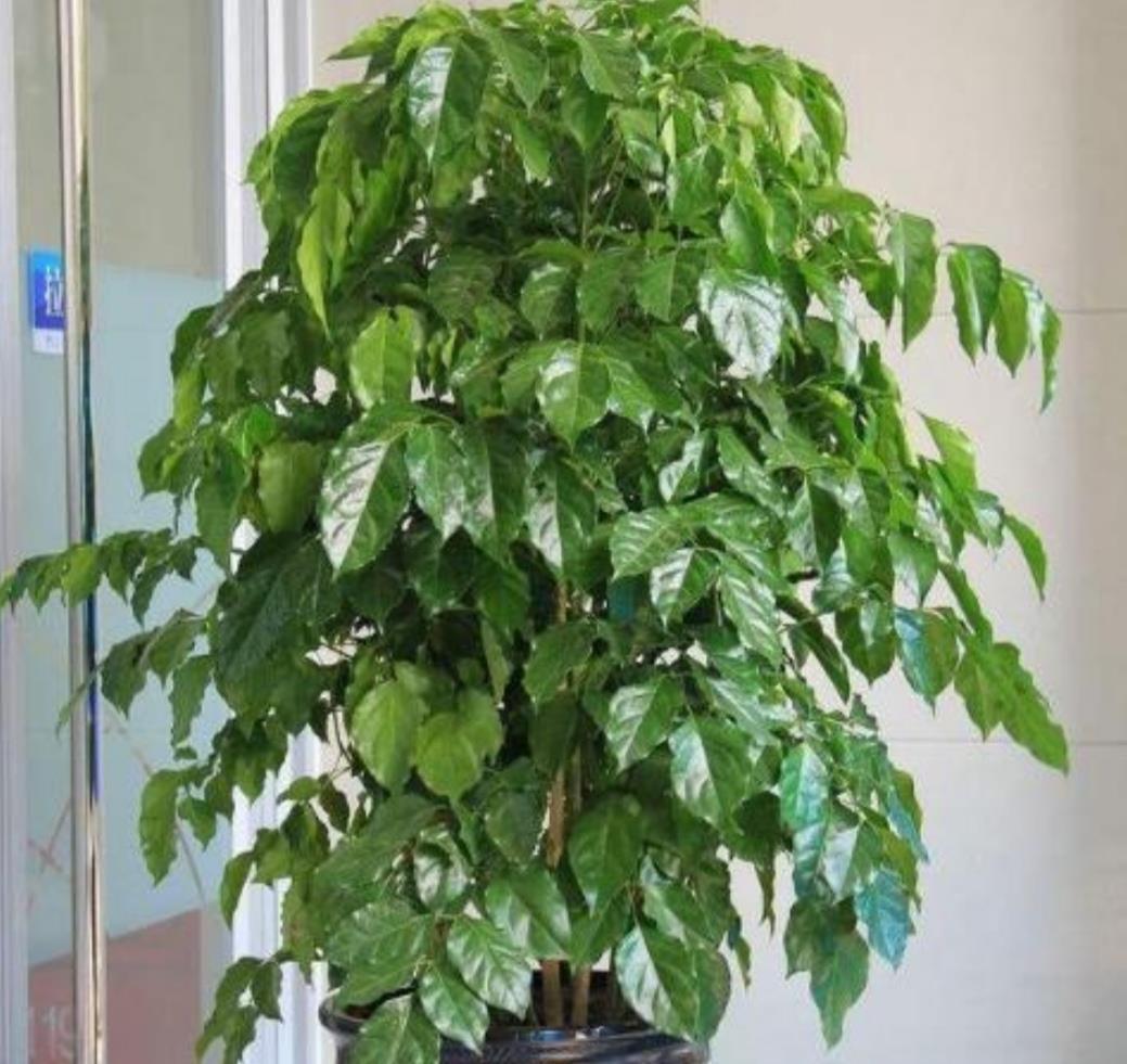 养幸福,树叶子发黄干枯,该如何解决?