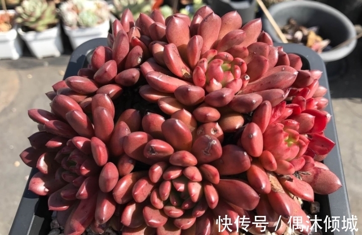 唐印|11月份买什么多肉好?当然要买这7款容易上色的多肉,服盆就变美