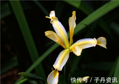 盆栽马兰花如何养教你3个养护马兰花的妙招,花开美丽又淡雅