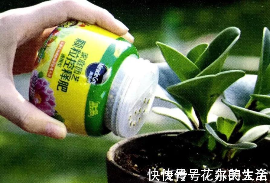 修剪|花卉养不活?5个坏习惯在作祟,不戒掉啥花都养不好,你中了几条