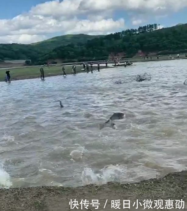 景象|吉林一水库现鲤鱼跃龙门景象,钓友伸手就能抓住大鱼,场面壮观