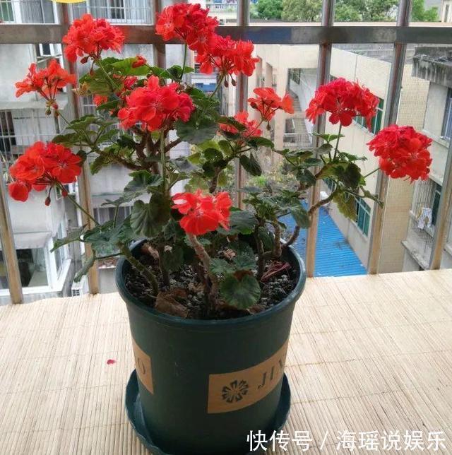 修剪|这花10块钱买一盆，养2年变老桩，叶子密、开花旺，每家都有