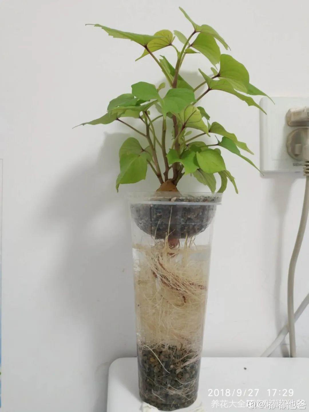 玉米棒子插盆里,7天冒出小森林,比绿萝吊兰好看