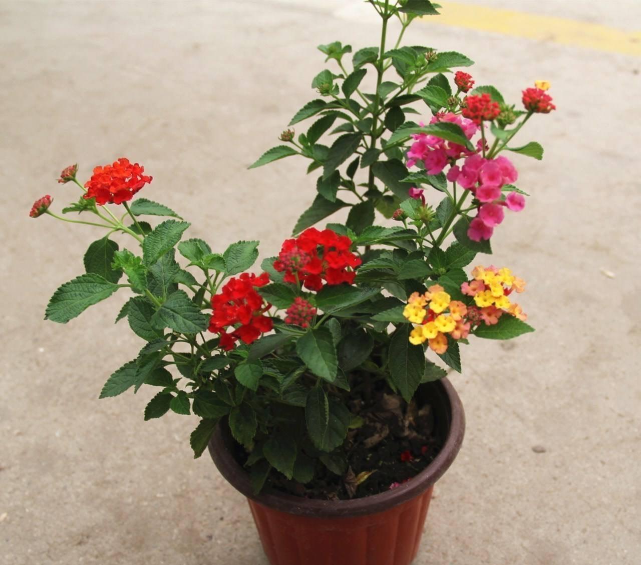 机器|它是名副其实的“开花机器”,易扦插花色美,一年开花好几茬