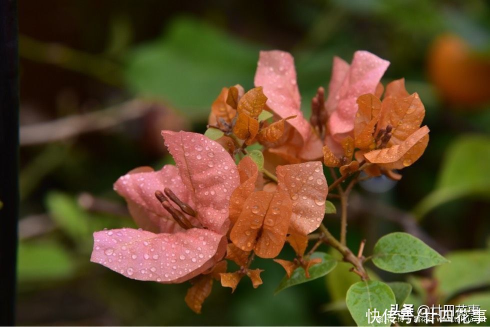 5种“过期药”别扔，磨成粉养花，代替生根粉营养液，杀菌防病害