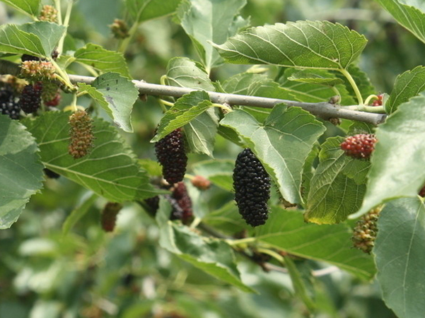 黄褐斑|农村一种常见树叶，对付黄褐斑有奇效，效果好还不花钱！