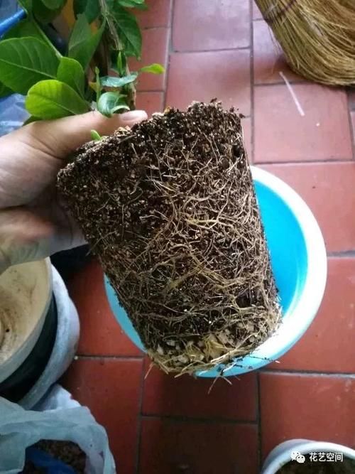 周末去花市逛一圈，捡一袋子枝条，回家扦插几百盆，秒变养花大户