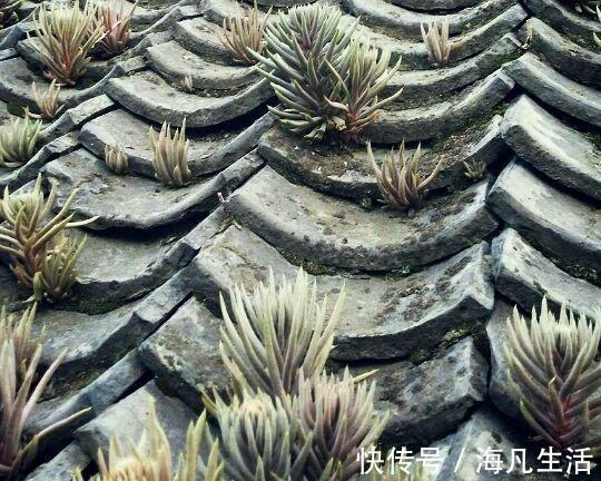 老家房上“1种植物”,遇见必采,半年养出50株,家里养了有福气