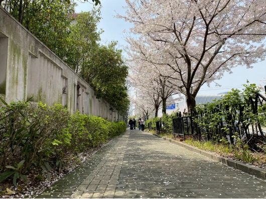 春光无限好！宝山这条“落花不扫”的道路迎来了一年中最美的时节~