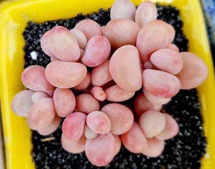 蓝鸟|多肉法师不但长得快,颜色艳品种多,越看越喜欢!