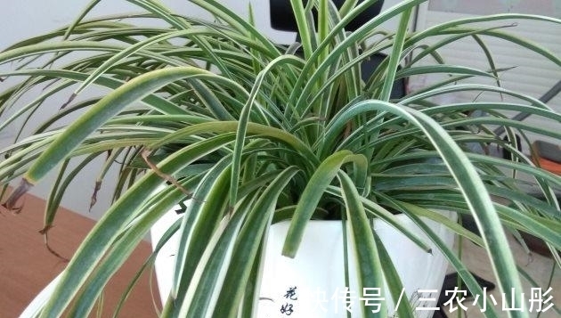 修剪|吊兰怎么养才能更旺盛