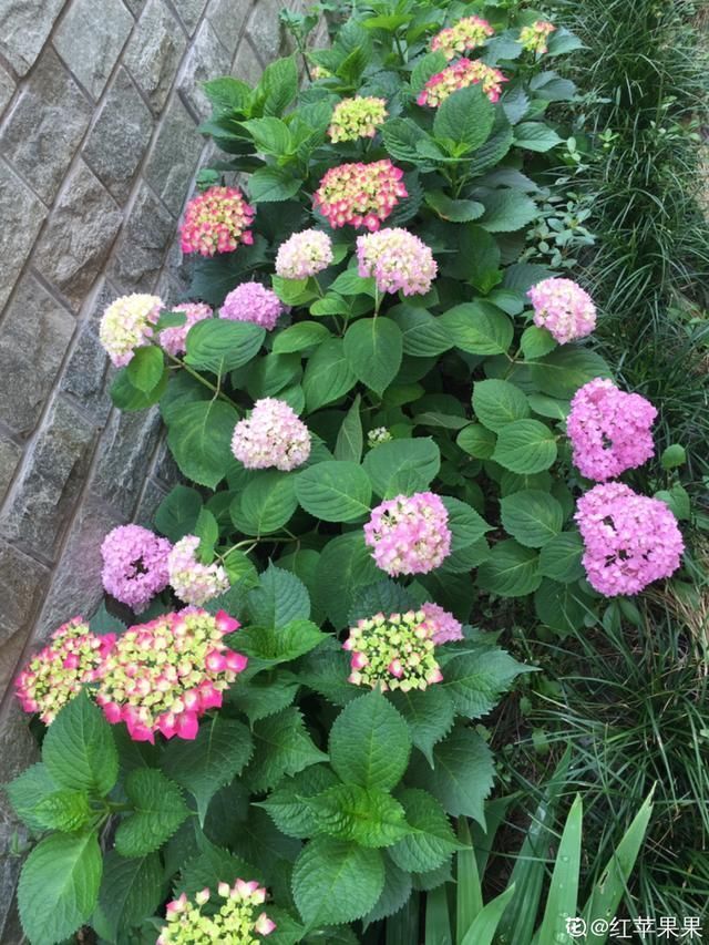 9种花真是老酒鬼,5天一小杯,叶子绿得像打蜡