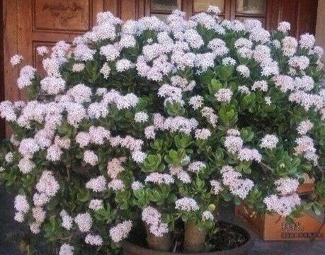 玉树长得慢10天浇次“它”,枝粗,叶翠绿,还能开白花,漂亮!