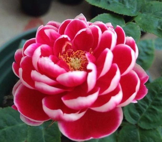 喜欢菊花，不如养盆精品月季玛丽玫瑰，多季开花，简单打理开满阳