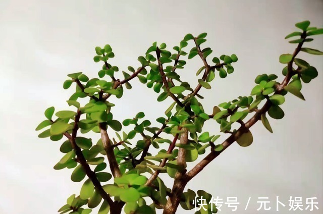 浇水|盆栽金枝玉叶,学会5个养护小技巧,枝叶茂盛,2年长成小“老桩”