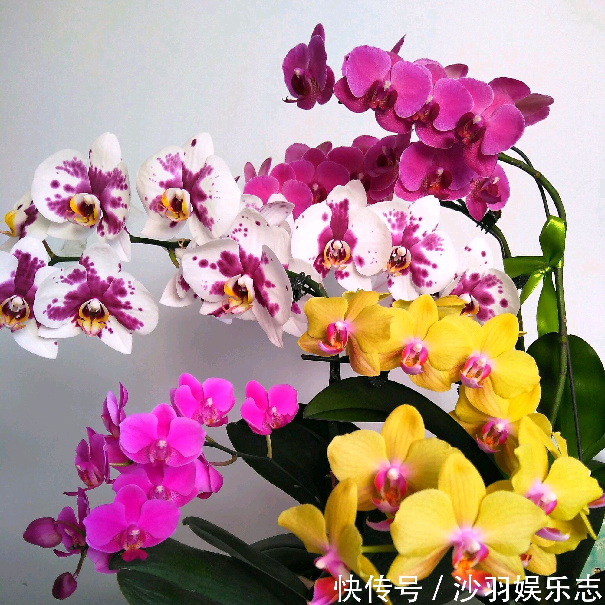 花盆|根系爆盆的蝴蝶兰需要换大盆吗蝴蝶兰就喜欢挤,越挤根旺花爆盆