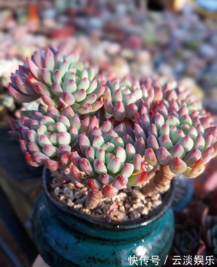 多肉叶插生根快,关键学会1个“旱”字,10天冒白根,个个能成活