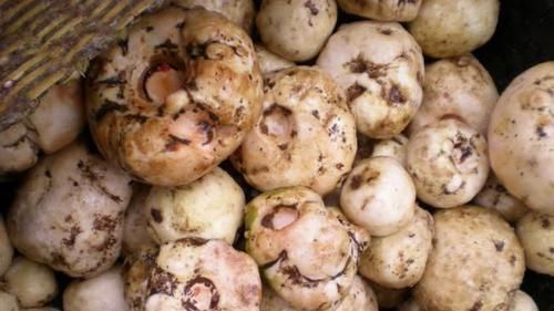 白血病|此物有抗癌功效，常吃可消肿散结、解毒止痛，预防脑肿瘤和白血病