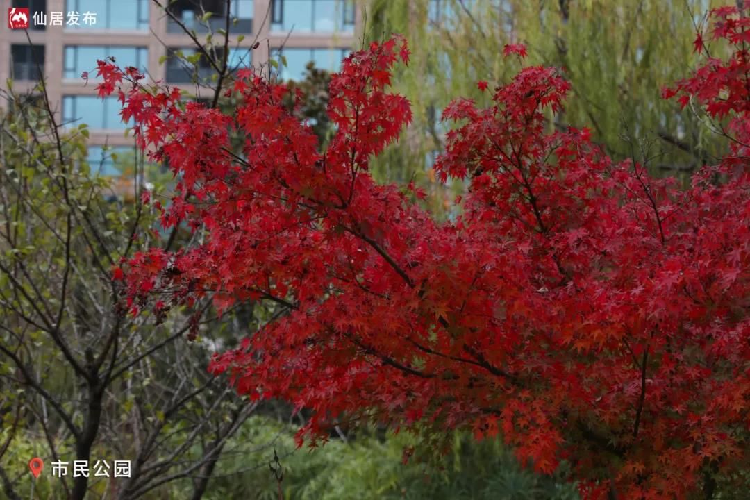 水杉|有一种诗意，就在仙居的初冬时节