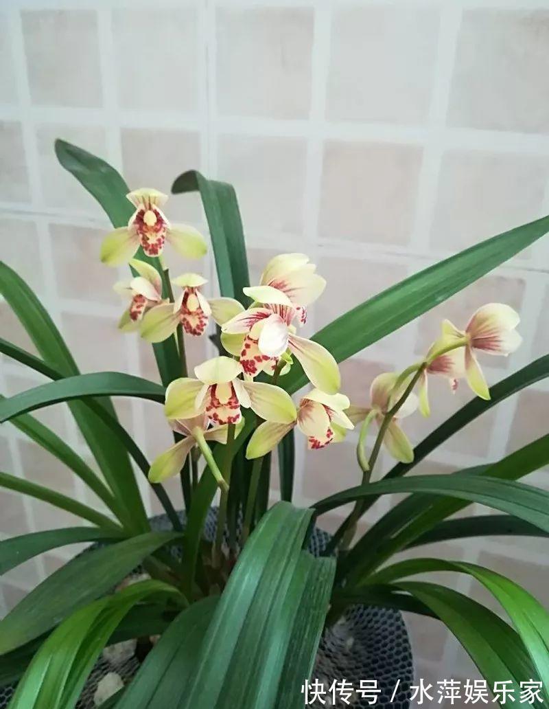 水仙瓣|8种兰花，最适合新手养，好活好开花关键还便宜！