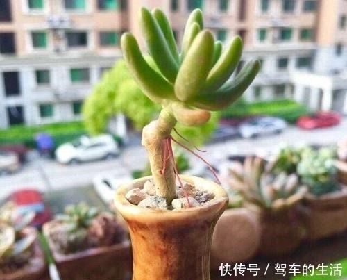 多肉长出小胡须,这个“信号”不太好,老手这样处理多肉不受影响!